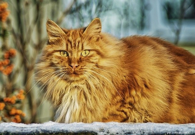 Cos è il gatto norvegese delle foreste?
