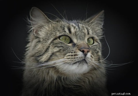 Что такое норвежская лесная кошка?