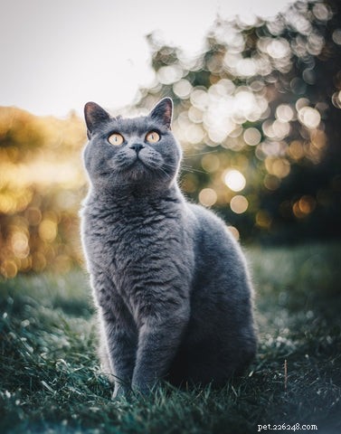 O gato britânico de pêlo curto