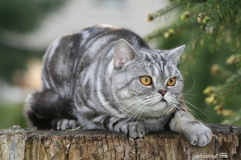 The British Shorthair cat