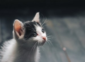 Portare a casa un nuovo gattino – Il primo giorno e oltre