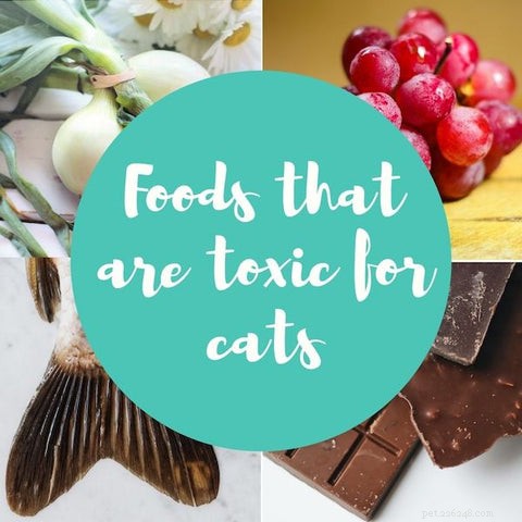 Potraviny toxické pro kočky