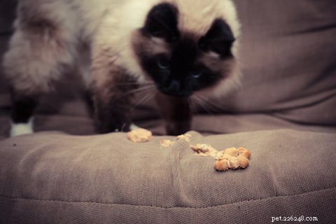Voedingsmiddelen die giftig zijn voor katten