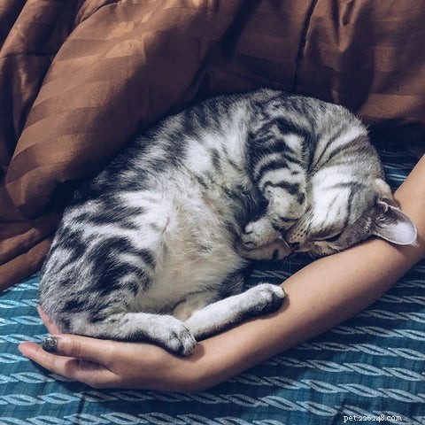 Por que meu gato dorme comigo?