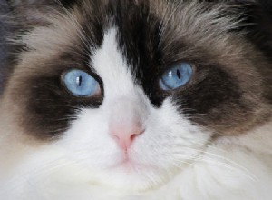 랙돌 고양이란 무엇입니까?