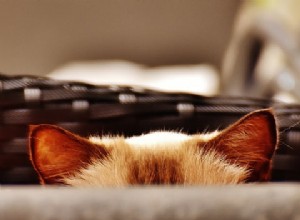 Pourquoi les chats remettent-ils leurs oreilles ?