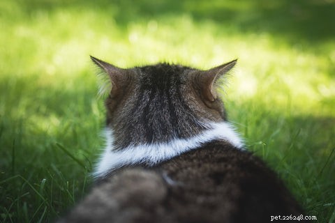 Waarom doen katten hun oren terug?