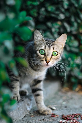 Почему кошки приставляют уши назад?