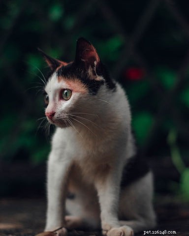 Почему кошки приставляют уши назад?
