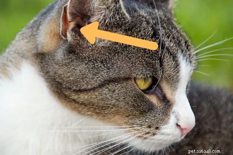 Perché i gatti rimettono le orecchie?