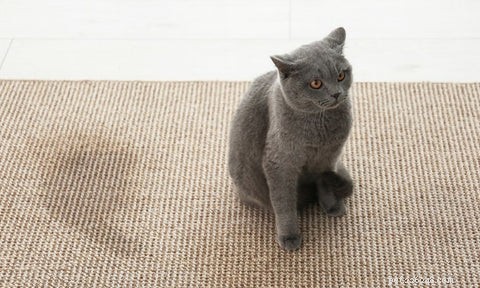 Hur får man bort kattkissa från mattan