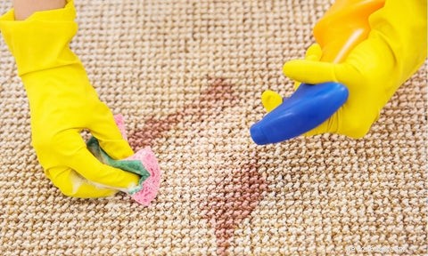 Come togliere la pipì di gatto dal tappeto