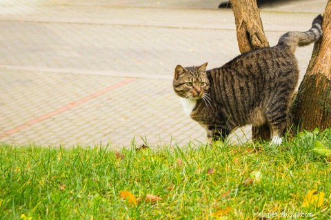 Por que os gatos borrifam ou marcam com urina?