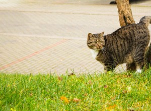 Pourquoi les chats vaporisent-ils ou marquent-ils avec de l urine ?