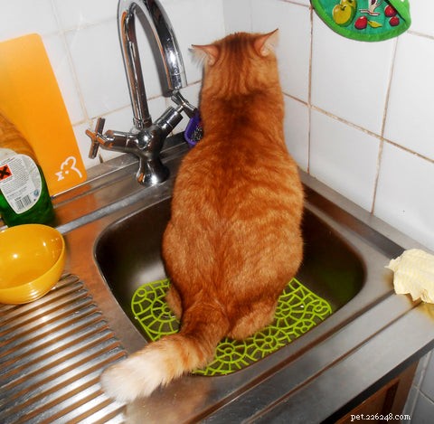 Waarom spuiten of markeren katten met urine?