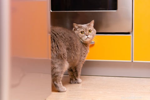 Pourquoi les chats vaporisent-ils ou marquent-ils avec de l urine ?