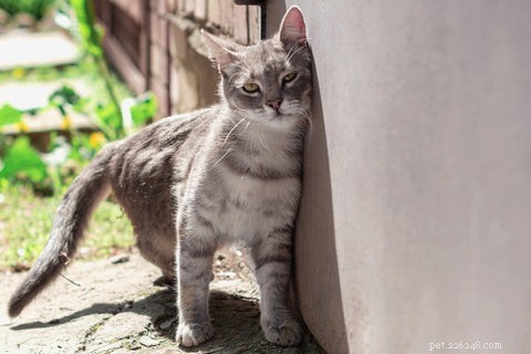 Por que os gatos borrifam ou marcam com urina?