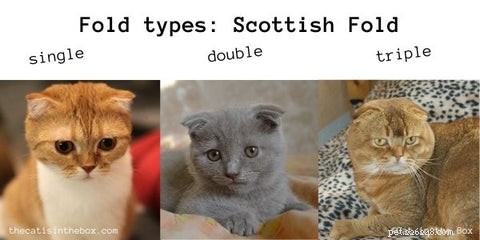 スコティッシュフォールド猫 