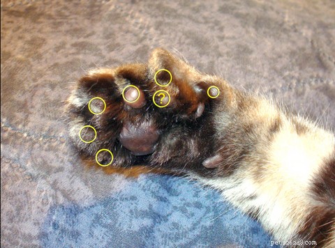 Почему у некоторых кошек лишние пальцы или полидактилия?
