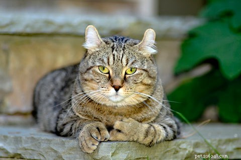 Pourquoi certains chats ont-ils des orteils supplémentaires ou une polydactylie ?
