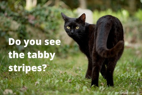 The tabby cat