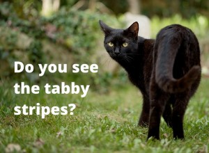 The tabby cat
