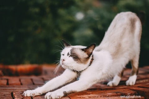 Waarom krommen katten hun rug?