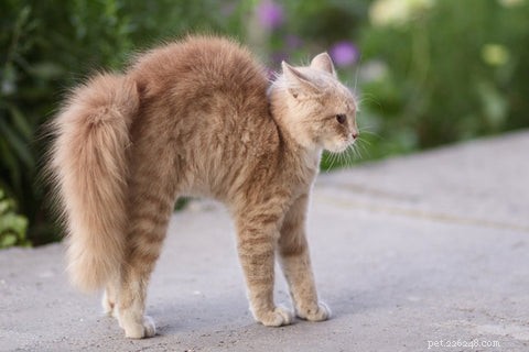 Pourquoi les chats cambrent-ils le dos ?