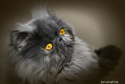 Il gatto persiano