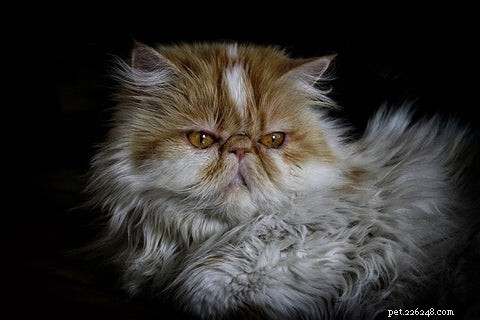 De Perzische kat