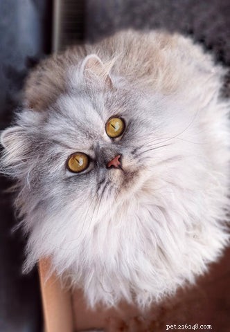 Den persiska katten