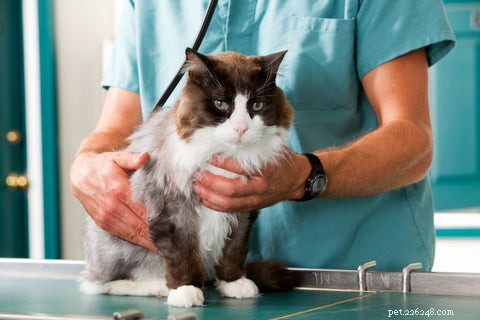 Гипертрофическая кардиомиопатия (ГКМП) у кошек
