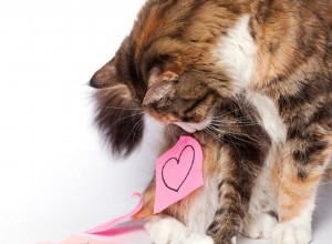 고양이의 비대성 심근병증(HCM) 