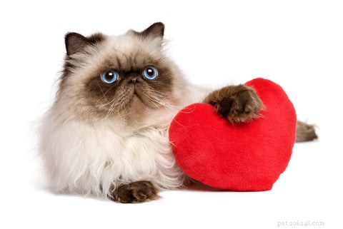 Cardiomiopatia ipertrofica (HCM) nei gatti