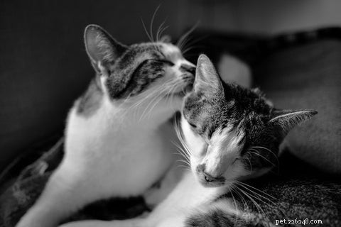 Proč se kočky navzájem češou nebo olizují?
