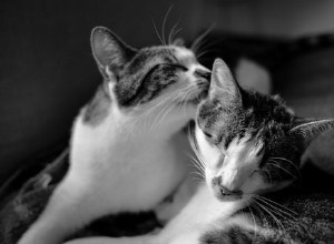 Perché i gatti si puliscono o si leccano a vicenda?