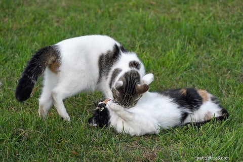 Varför putsar eller slickar katter varandra?