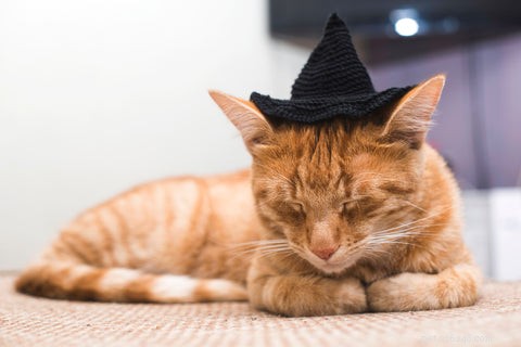 7 skrämmande Halloween-presenter till din katt