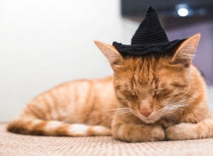 7 жутких подарков на Хэллоуин для вашей кошки