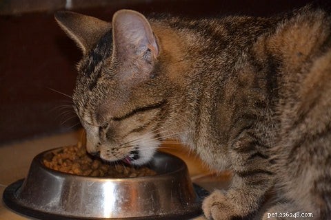 Que tipo de tigela de comida ou de água devo comprar para meu gato?