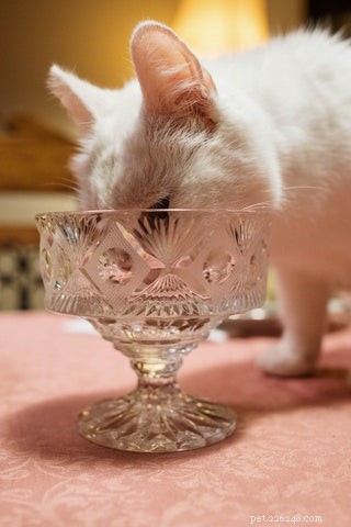 Vilken typ av matskål eller vattenskål ska jag köpa till min katt?