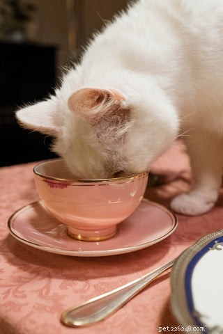 Jakou misku na jídlo nebo misku na vodu bych měl koupit pro svou kočku?