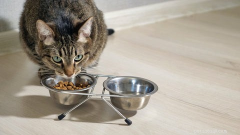 Che tipo di ciotola per il cibo o per l acqua dovrei comprare per il mio gatto?