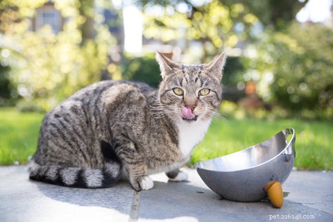 猫にはどんなお椀や水皿を買えばいいですか？ 