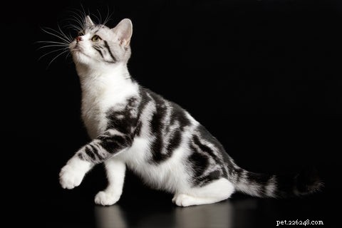 Americká krátkosrstá kočka