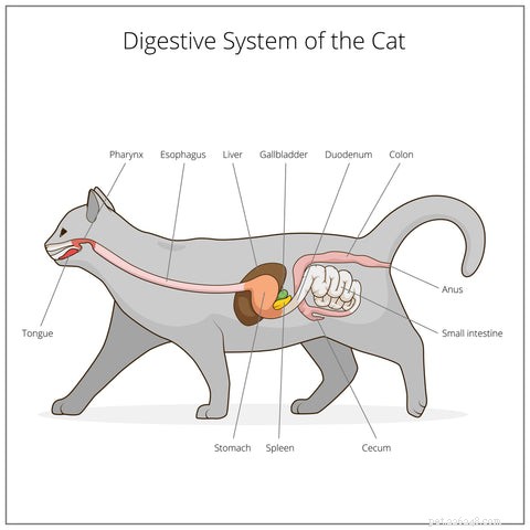Lipidosi epatica nei gatti