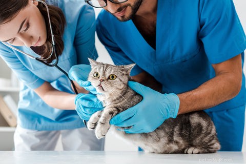 Hepatische lipidose bij katten