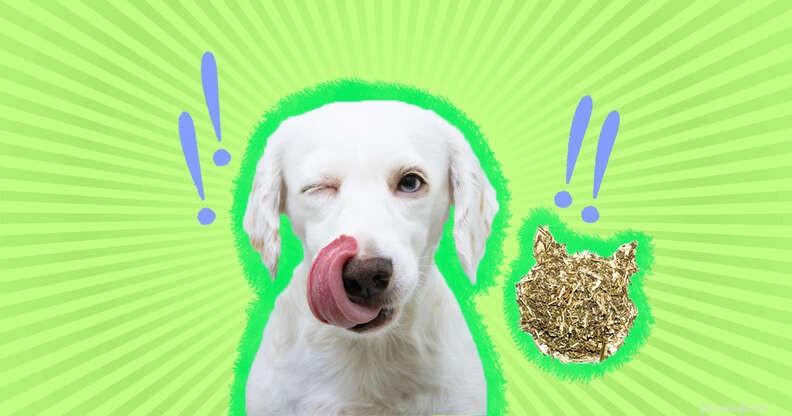 Meu cachorro pode comer erva-gateira?