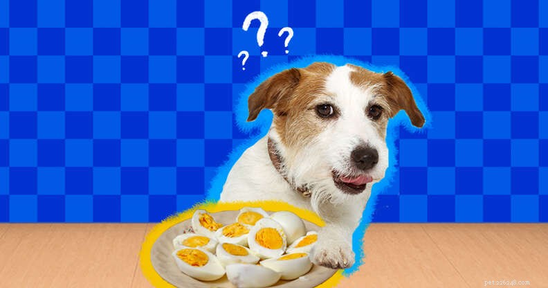 I cani possono mangiare le uova?