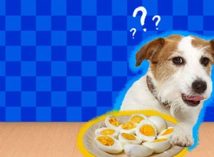 犬は卵を食べることができますか？ 